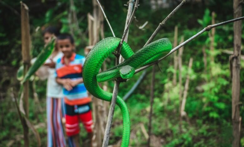 highly venomous snake species